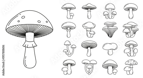 Collection of various mushroom illustrations.