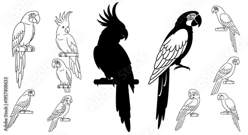 Collection of various parrot bird species.