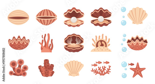 Collection of various seashells and corals.