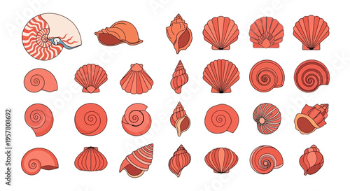 Collection of various seashells on display.