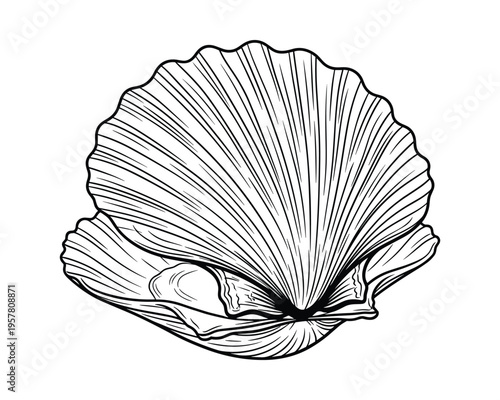Detailed seashell mollusk animal from the sea vector illustration with intricate lines and patterns