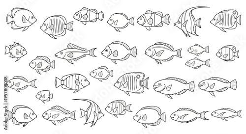Fish illustrations in various styles.