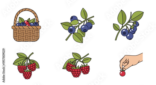 Fresh Fruit and Basket Illustration.