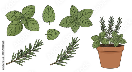 Herbs in pot and leaves.