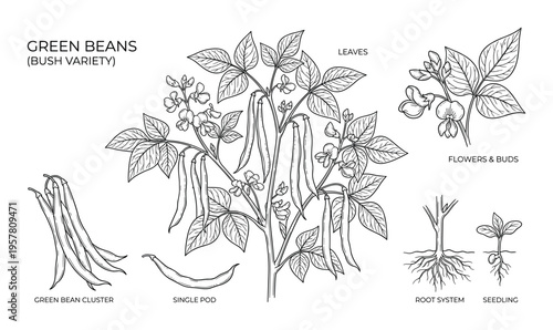Green beans bush variety botanical illustration with plant parts and seedling