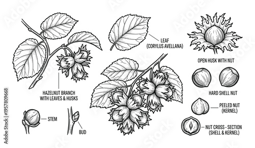 Hazelnut botanical illustration set showing various parts of plant and nut in detailed line art style