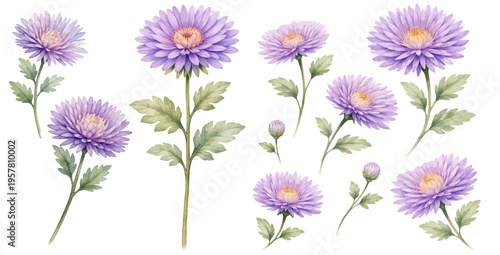 A beautiful collection of watercolor aster flower clip art featuring delicate purple blooms, buds, and soft green leaves in a botanical style.