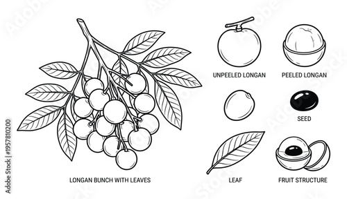 Longan fruit bunch with leaves, peeled and unpeeled fruit, seed and structure