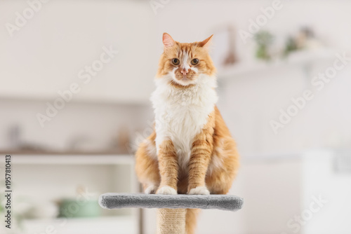 Cute fluffy cat sitting on ...