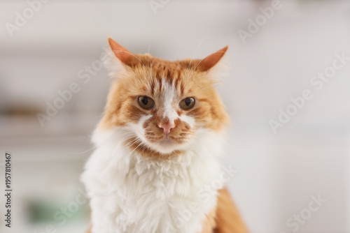 Cute fluffy cat at home