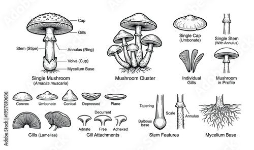 Mushroom identification guide with anatomical parts and cap shapes in engraving style