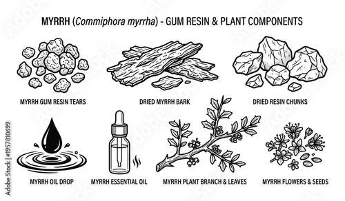 Myrrh gum resin and plant components with essential oil bottle and branch illustration