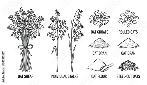 Oat plant illustrations showing sheaf, stalks and various oat products