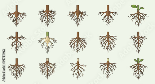 Plant roots with various structures.