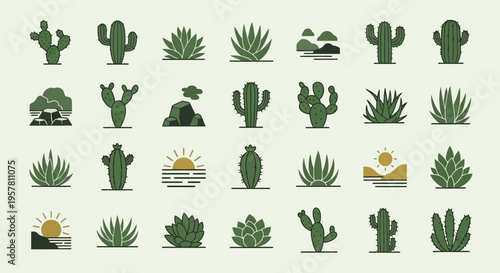 Variety of cacti and succulents plants.
