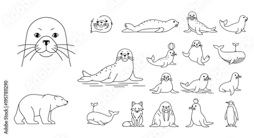 Seal and sea lion illustrations.