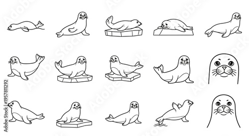 Seals in various poses and expressions.