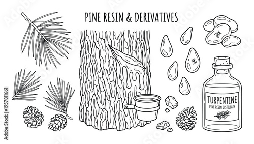 Pine resin and derivatives collection with tree bark needles cones and turpentine bottle