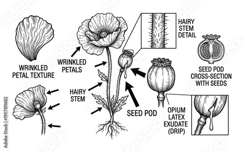 Poppy flower anatomy detailed botanical illustration opium latex drip