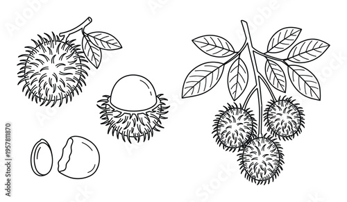 Rambutan fruit botanical illustration including whole clusters peeled section and seed details in line art