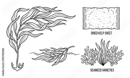 Seaweed and kelp varieties line art showing underwater aquatic plants and dried snack sheet product