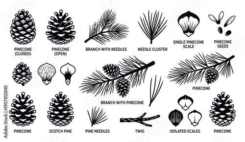 Set of pine cones and needles illustration for nature and forest design elements