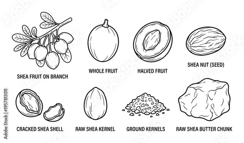 Shea fruit on branch whole halved nut seed cracked shell raw kernel ground kernels and chunk