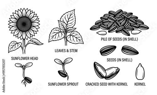 Sunflower life cycle black and white botanical illustration set