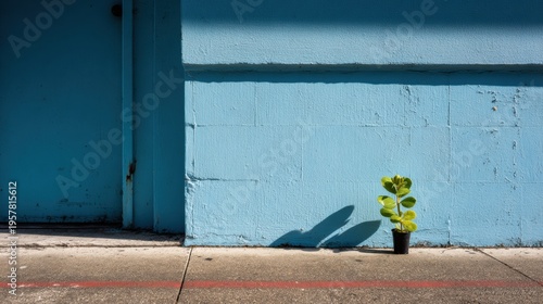 Single Plant Casting Shadow on Wall With Strong Light and Clean Style in Urban Setting With Minimal Composition