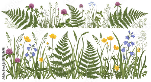 Botanical Wildflower and Fern Border Illustration Set featuring Clover, Bluebells, Buttercups, and Field Grasses for Summer and Spring Nature Designs