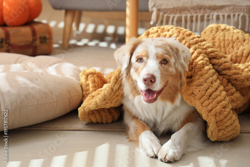 Cute Australian Shepherd do...