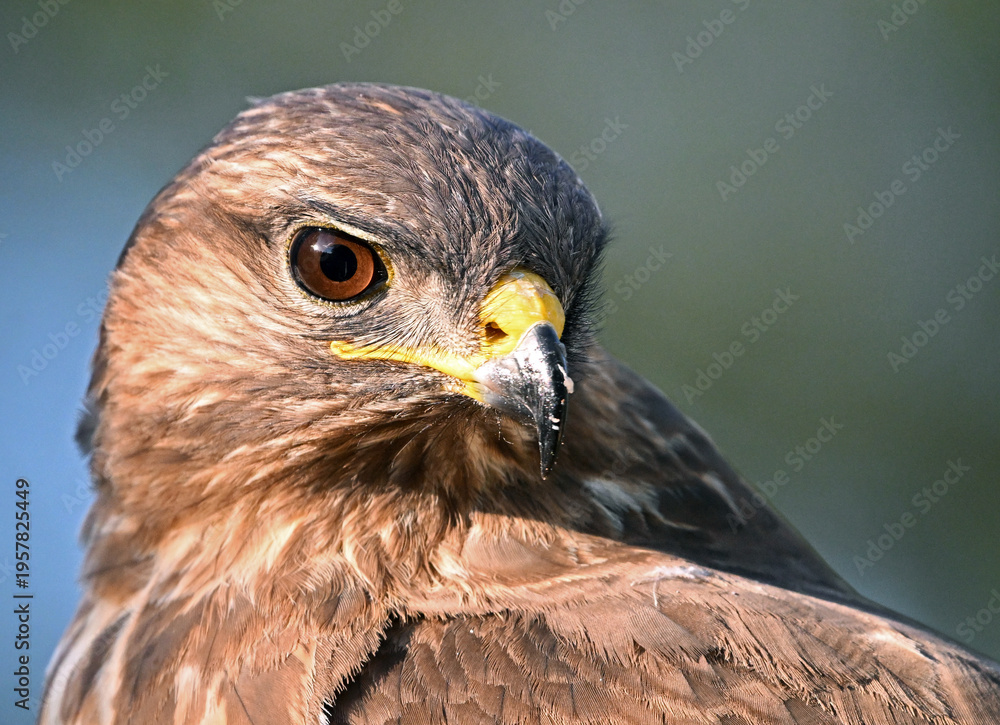 Obraz premium a portrait of a common buzzard in the wild