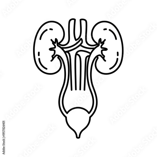 Medical illustration of the human urinary system, kidneys, bladder, and ureters.