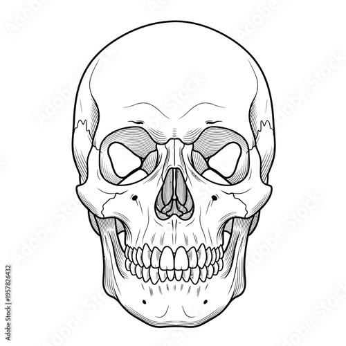 Detailed black and white illustration of a human skull, front view.