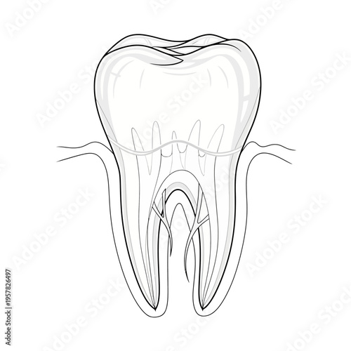Detailed illustration of a human tooth, showcasing dental anatomy and structure.
