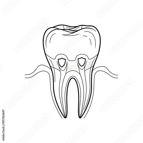 Detailed black and white illustration of a human molar tooth, perfect for dental education.
