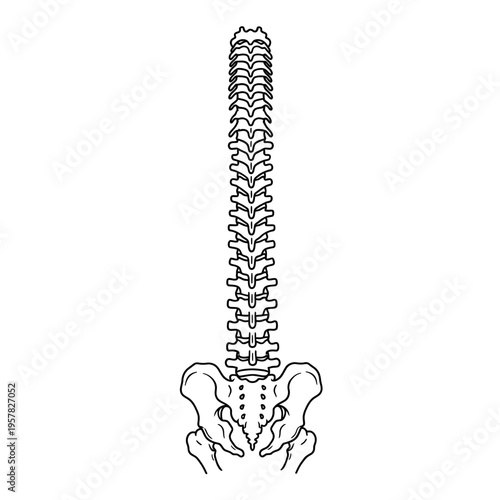 Medical illustration of a human spine and pelvis in black and white.