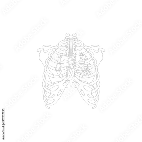 Anatomical illustration of the human rib cage and internal organs on white background.
