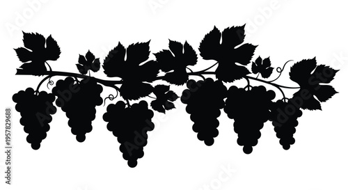 Dark grape vines with hanging bunches a striking silhouette