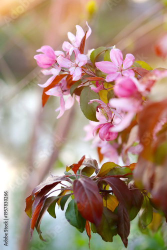 Delicate pink apple blossoms in full bloom at spring.