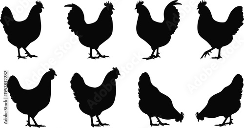 Collection of black chicken and rooster silhouettes isolated on white background, farm animal vector set for poultry farming, agricultural branding, and organic meat labels.