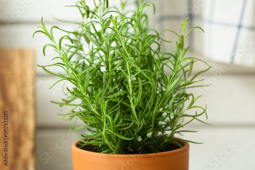 Potted rosemary plant in ki...