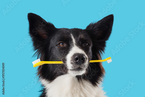 Cute Border Collie dog with...