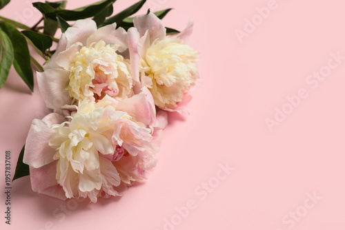 Beautiful peony flowers on ...