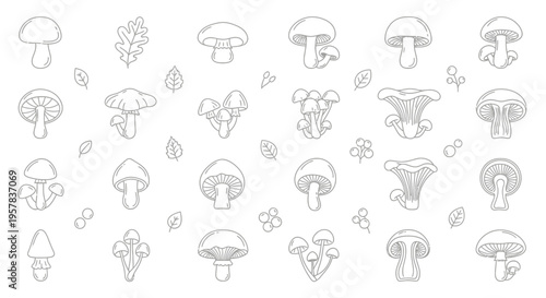 Illustrated set of various mushrooms and leaves isolated on white