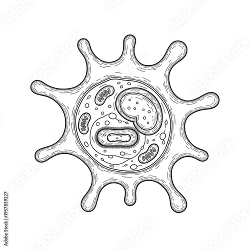 Obraz na plátně Detailed black and white scientific illustration of a single-celled protozoan organism structure