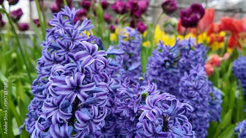 Centennial Park Conservatory is filled with purple hyacinths