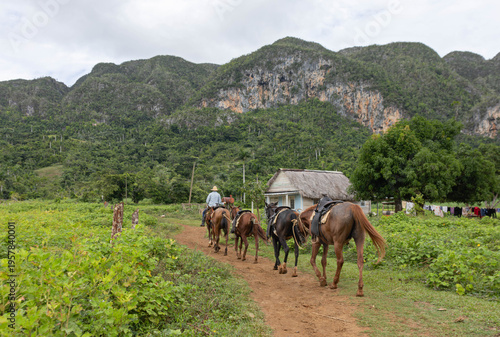 Tableau sur toile Local cuban man riding horses in viñales valley, cuba