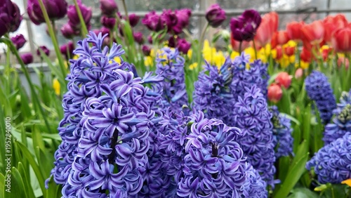 Hyacinths bloom inside Centennial Park Conservatory, Toronto, Canada.