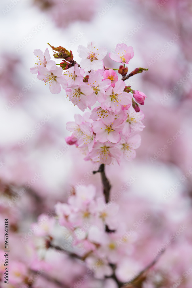 Fototapeta premium 満開の桜